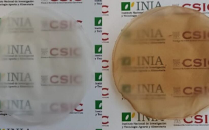 Películas de nanocelulosa con nanopartículas de lignina