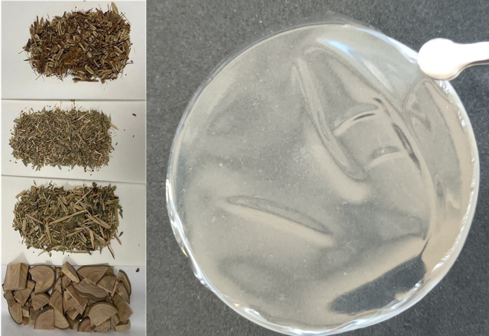 Biomasa de poda de olivo y sarmiento y película de nanocelulosa